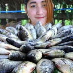 四川小姐姐做鱼视频,家常美味一网打尽